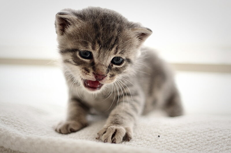 Gray Tabby Kitten — Innocent, Photograph, Whiskers, Carpet