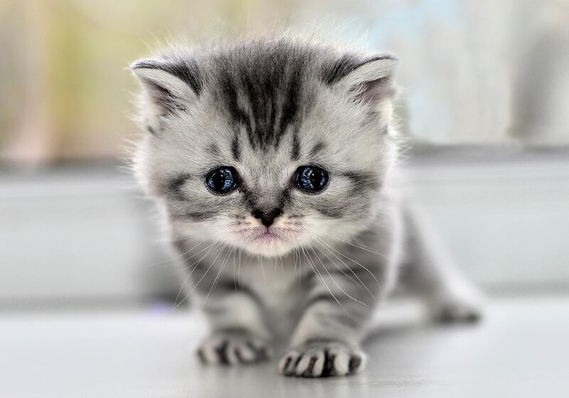 Gray Tabby Kitten — Innocent, Photograph, Whiskers, Eyes