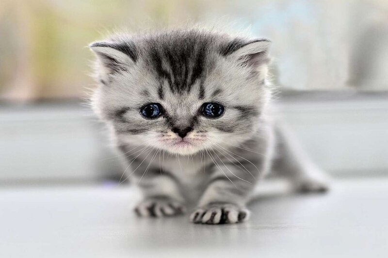 Gray Tabby Kitten — Innocent, Photograph, Whiskers