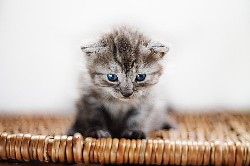 Gray Tabby Kitten — Innocent, Photograph, Wicker Basket