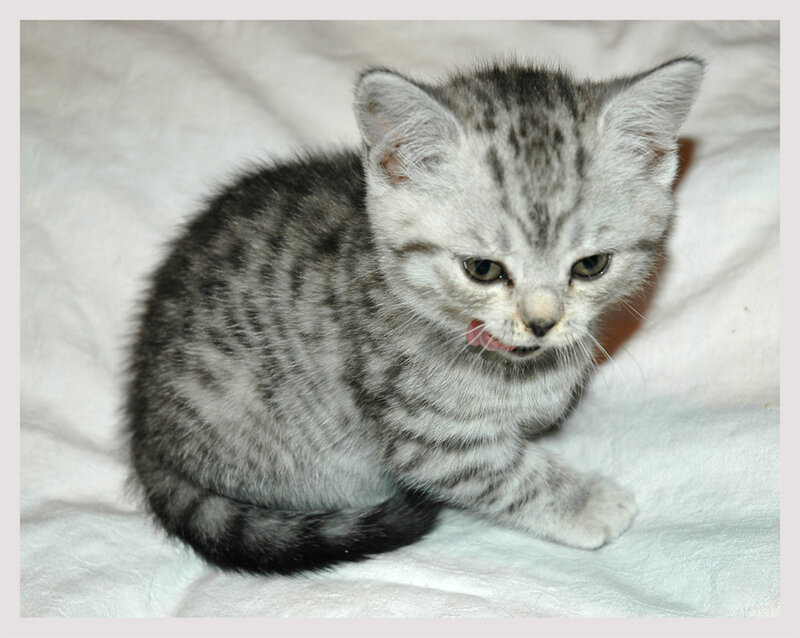 gray tabby kitten licking