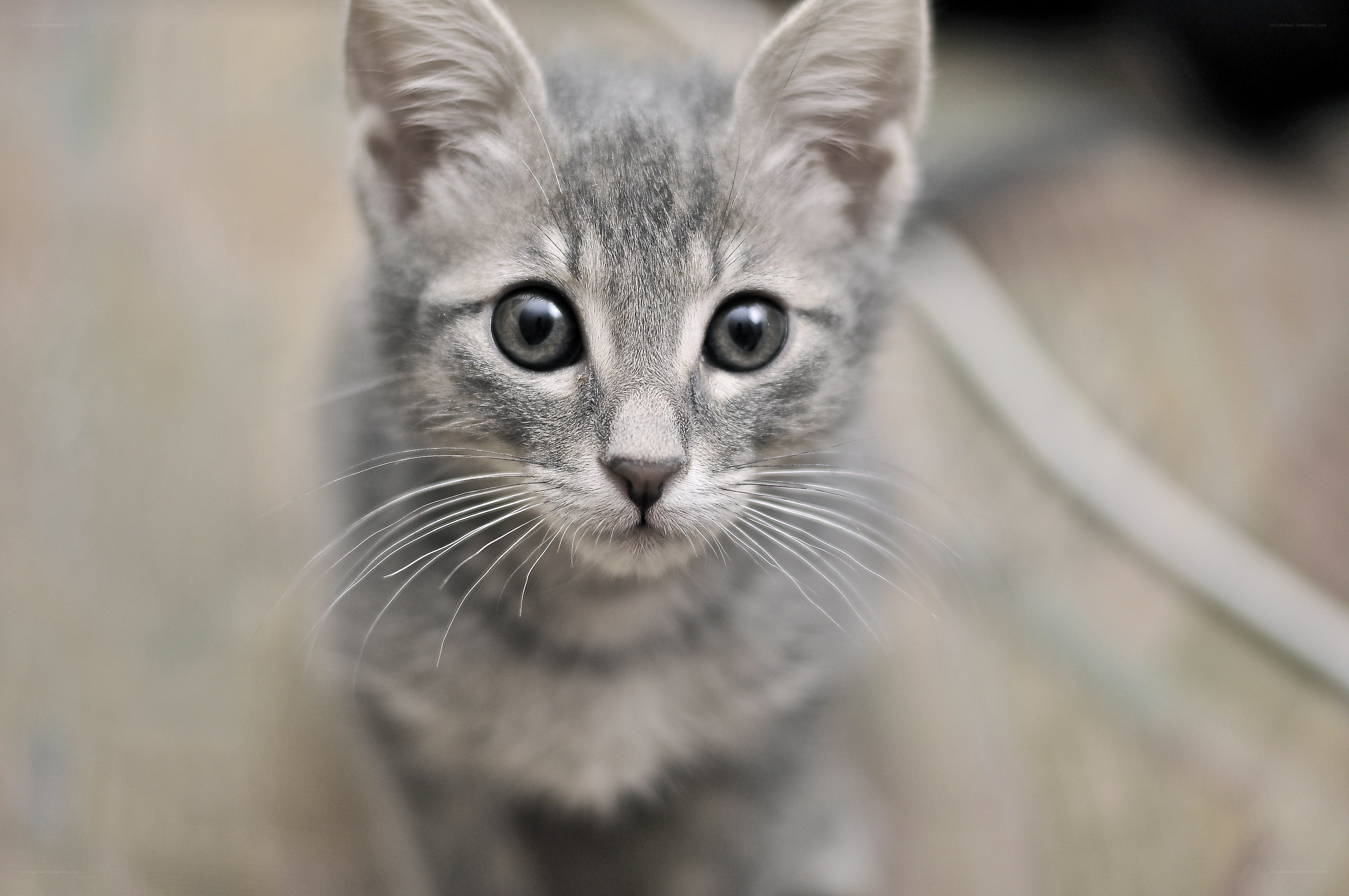 gray tabby kitten looking up