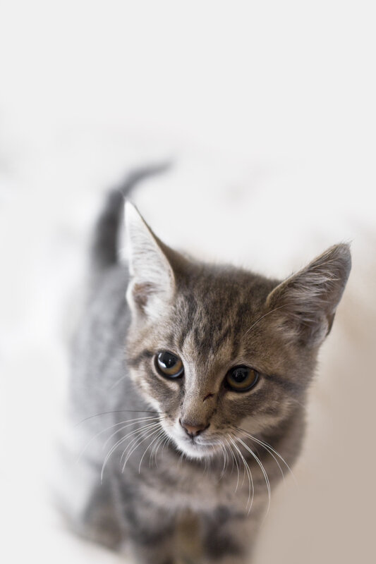 gray tabby kitten looking up
