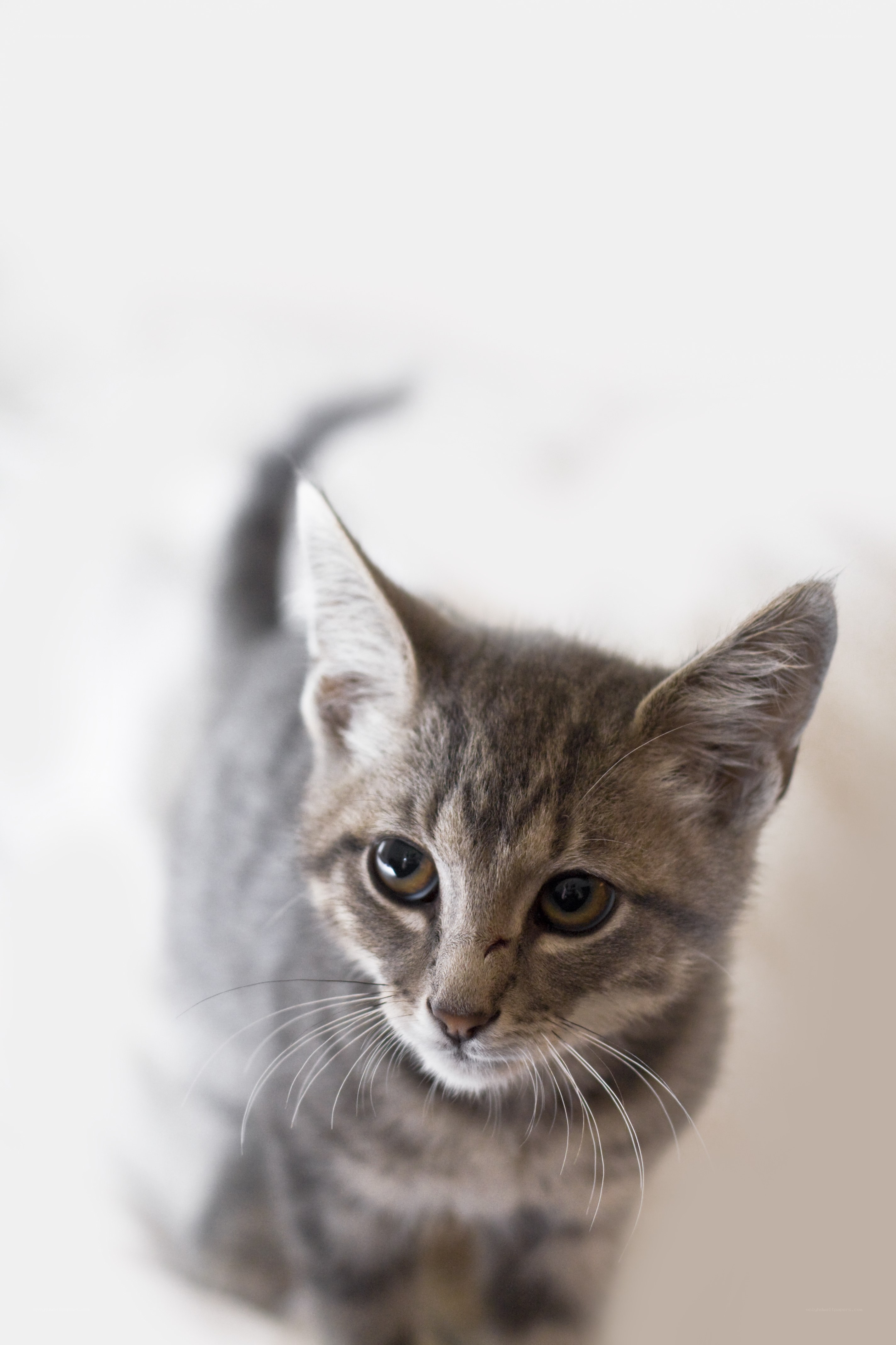 gray tabby kitten looking up