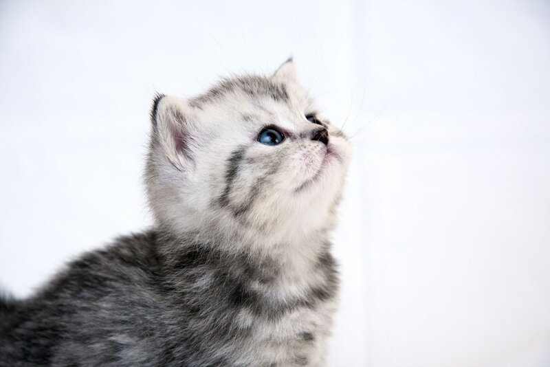 gray tabby kitten looking up