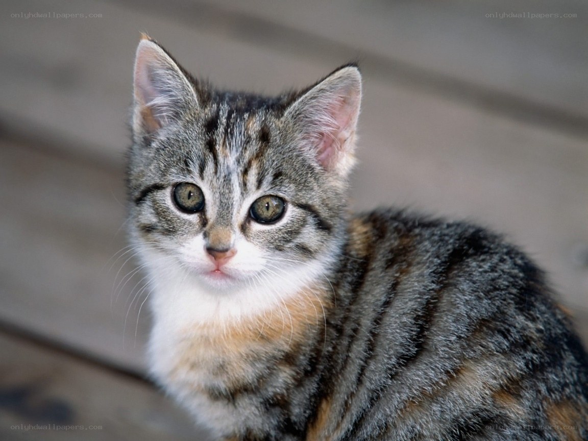gray tabby kitten looking