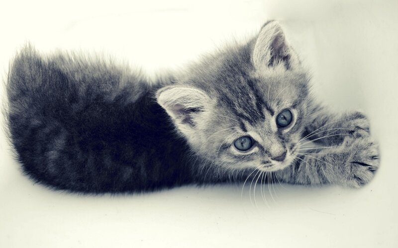 gray tabby kitten lying down
