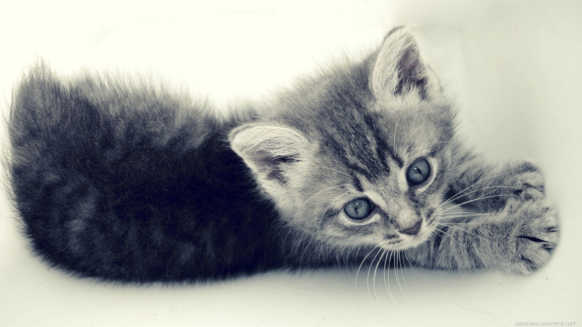 gray tabby kitten lying down