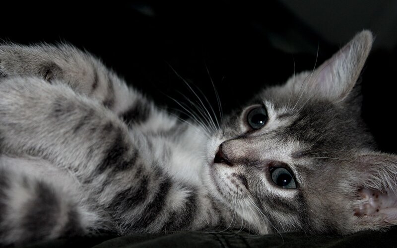 gray tabby kitten lying down