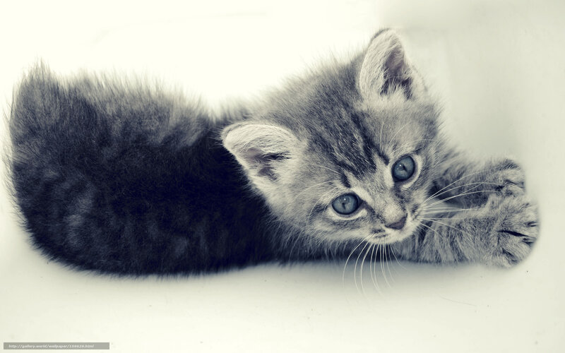 gray tabby kitten lying down