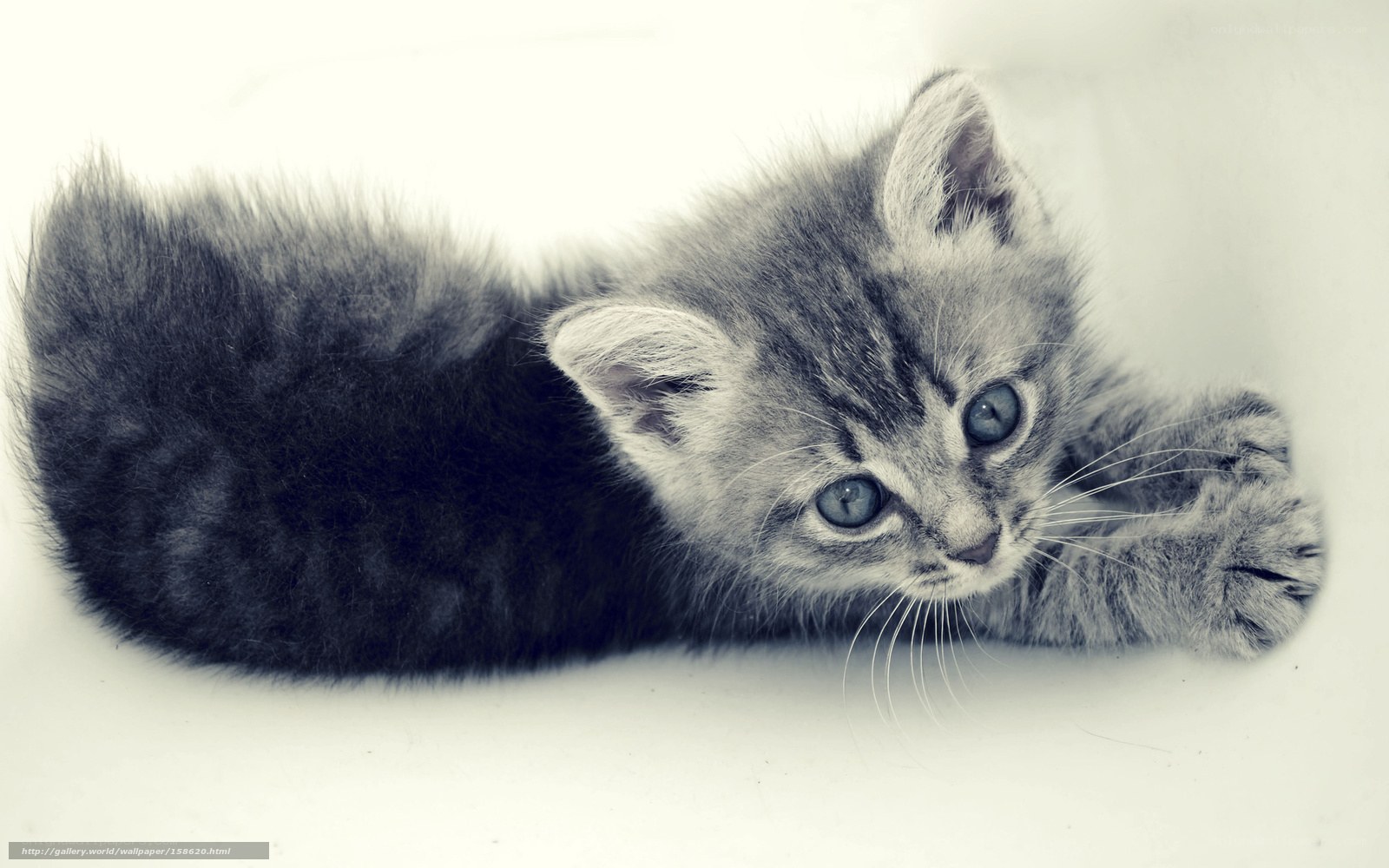 gray tabby kitten lying down