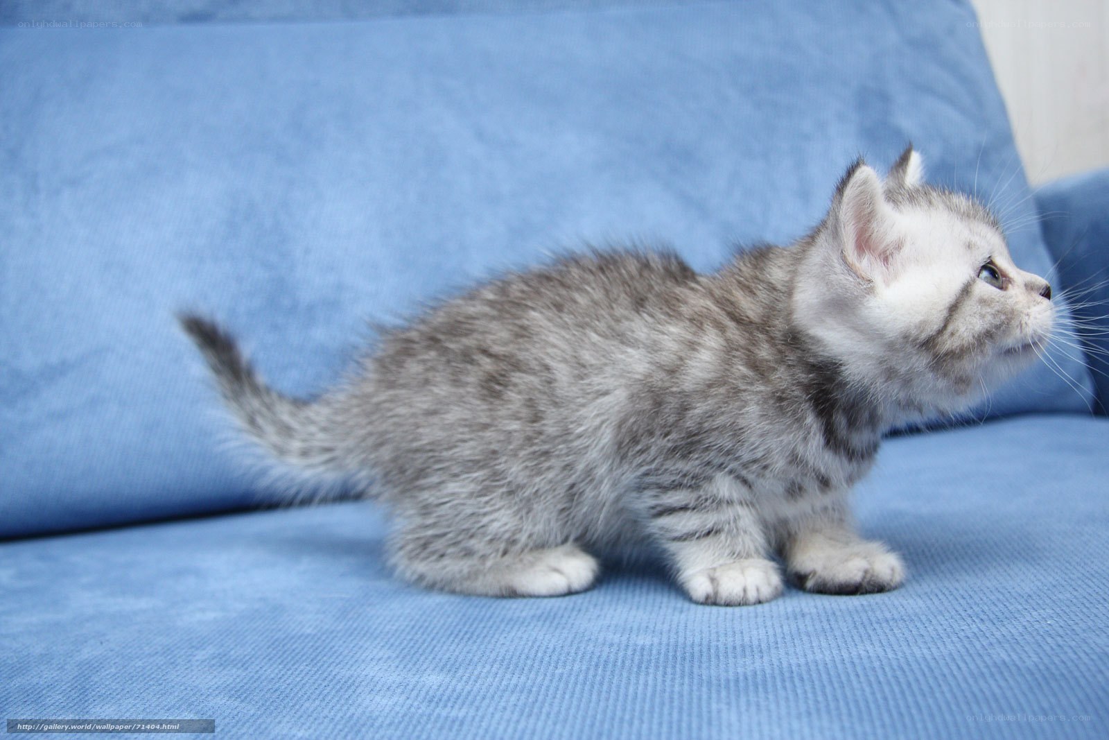 gray tabby kitten on blue couch