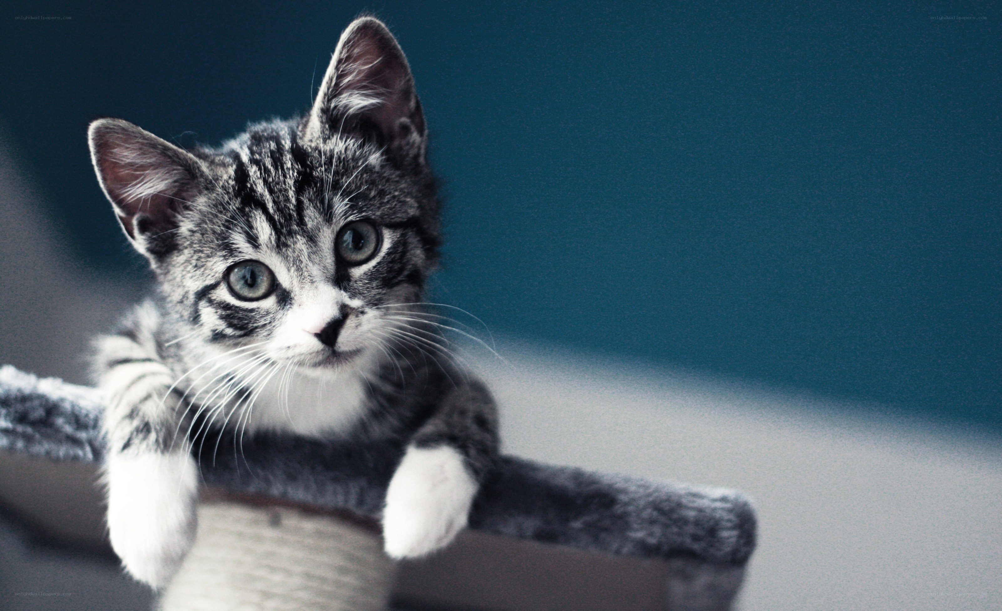 gray tabby kitten on cat tree
