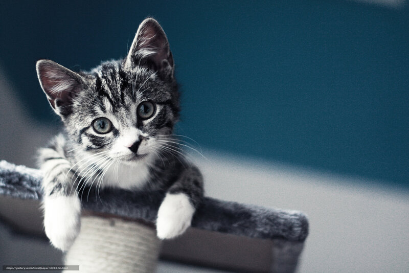 gray tabby kitten on cat tree
