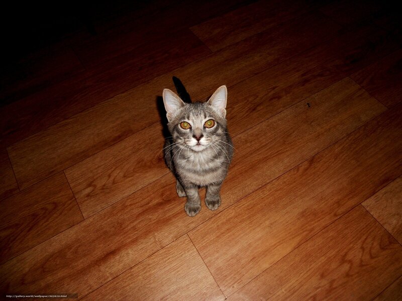 gray tabby kitten on floor