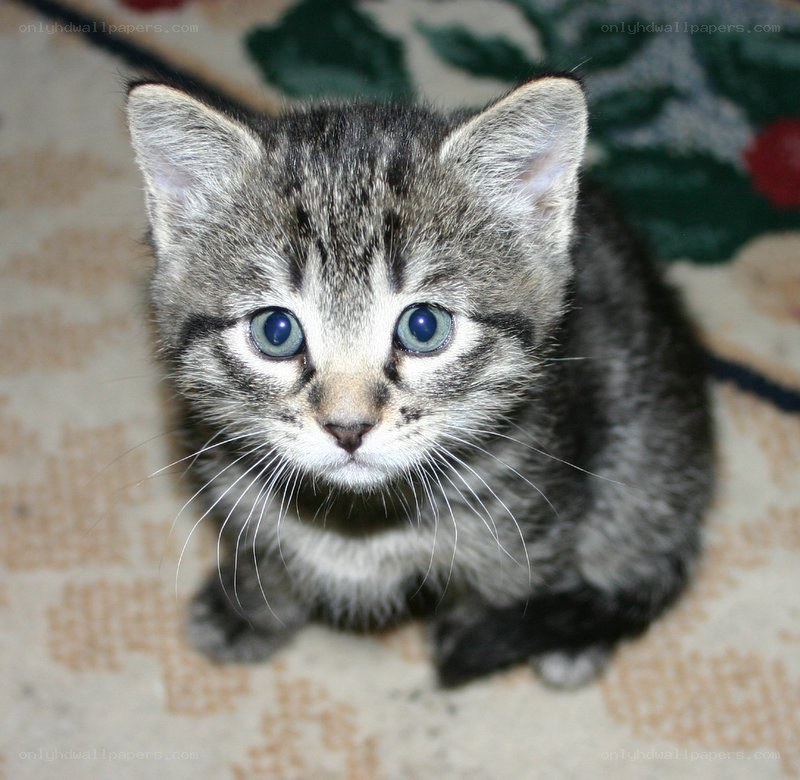 gray tabby kitten on rug