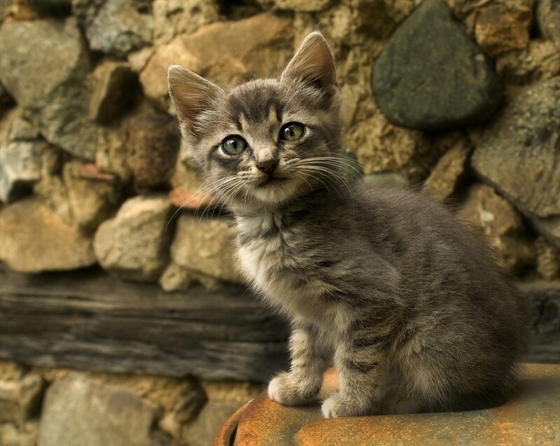 gray tabby kitten on stone
