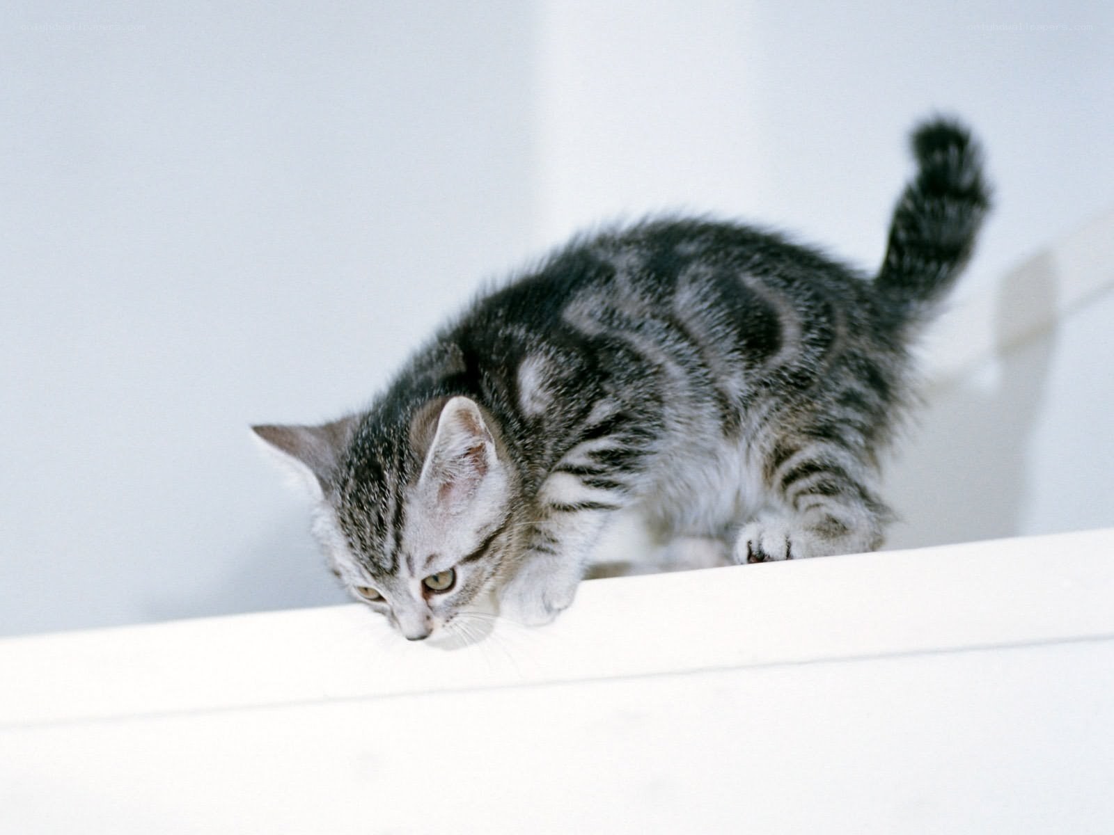 gray tabby kitten on white surface