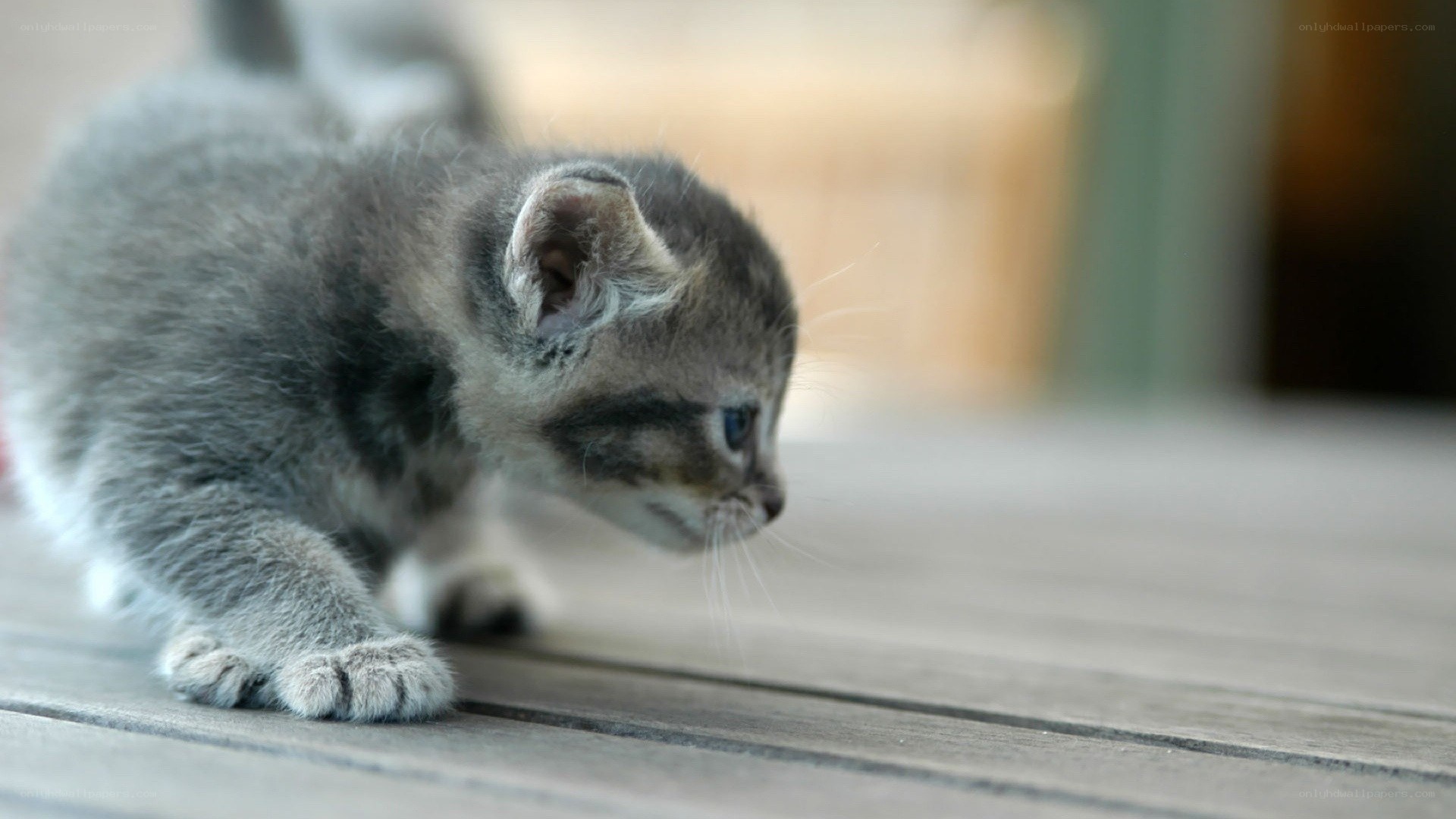 gray tabby kitten on wood
