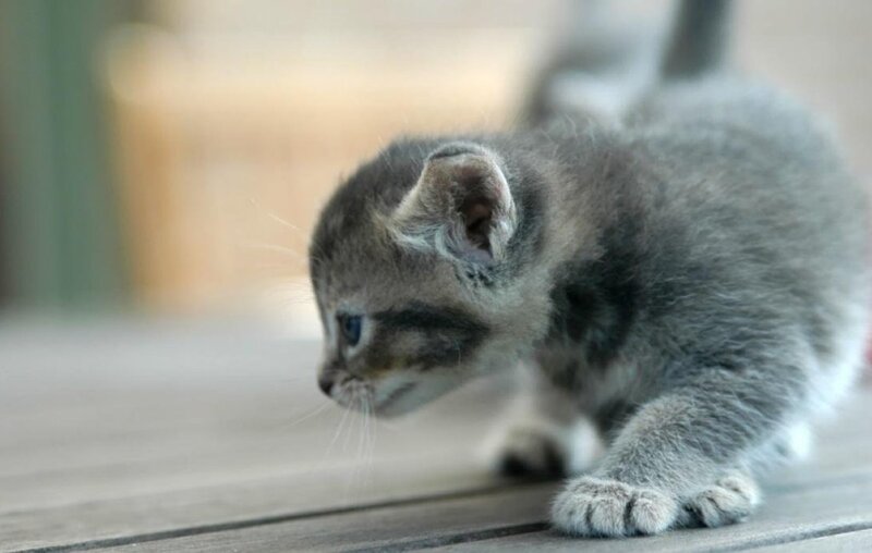 gray tabby kitten on wood