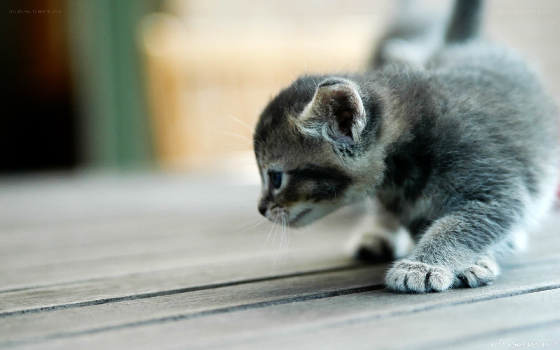 gray tabby kitten on wood