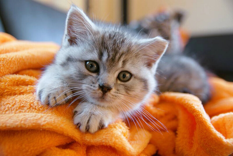 Gray Tabby Kitten — Orange, Calm