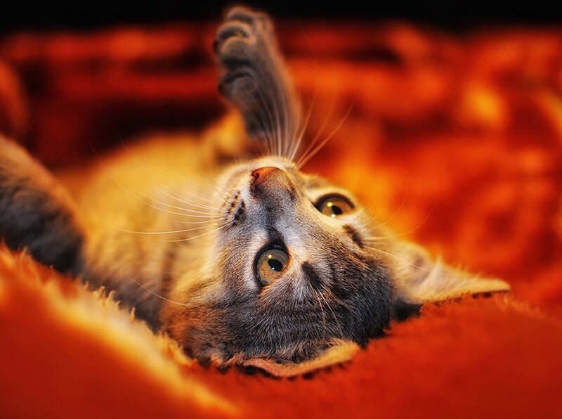 Gray Tabby Kitten — Orange, Playful
