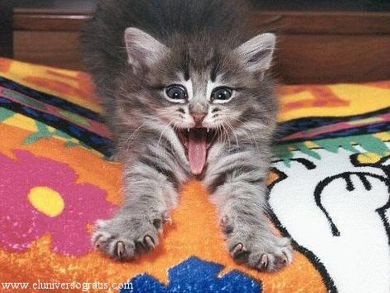 Gray Tabby Kitten — Orange