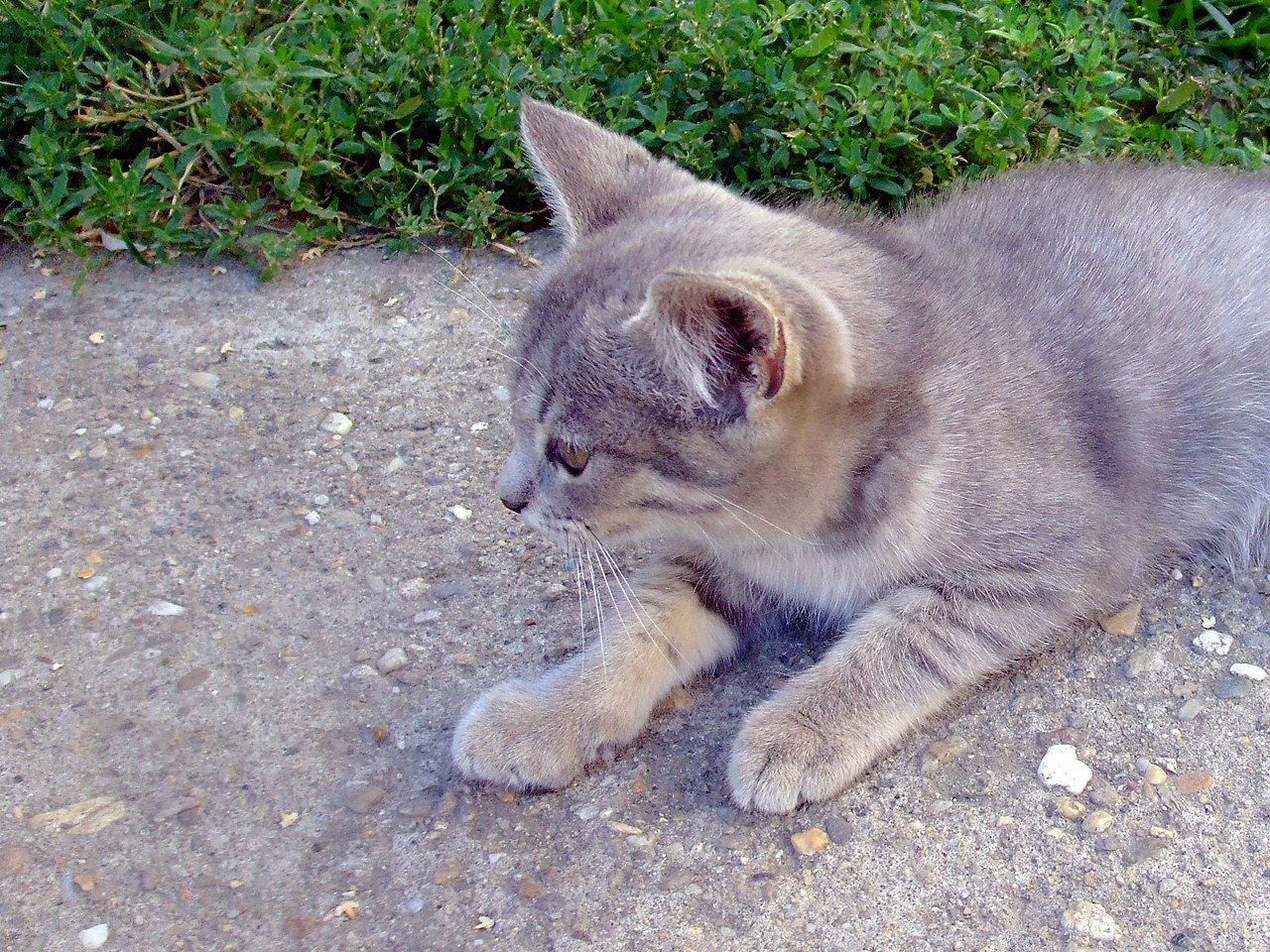 gray tabby kitten outdoors