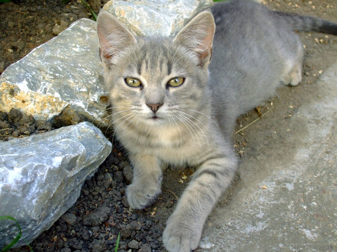 gray tabby kitten outdoors