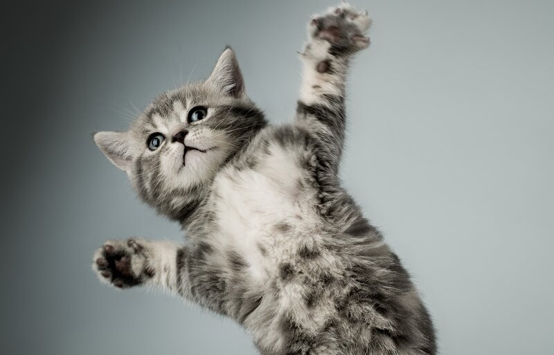 Gray Tabby Kitten — Paws