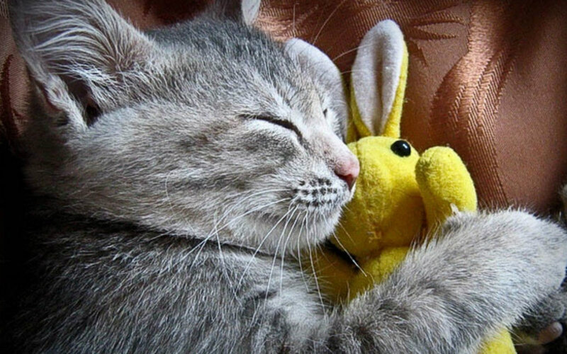 Gray Tabby Kitten — Peaceful, Photograph