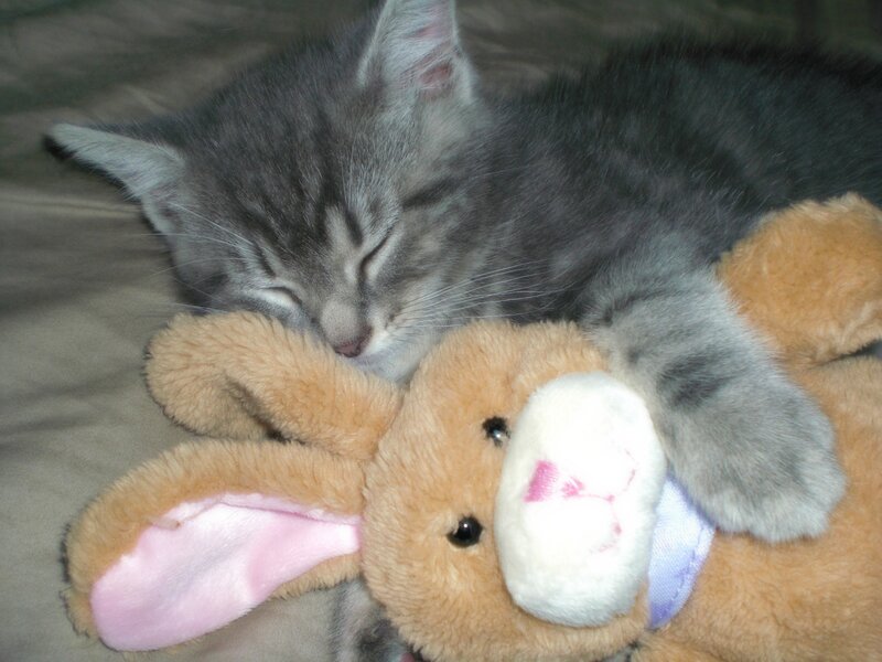 Gray Tabby Kitten — Peaceful