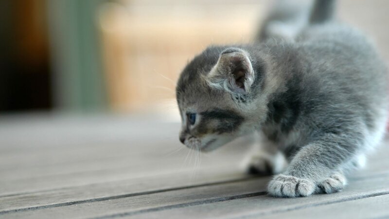 Gray Tabby Kitten — Photograph, Brown