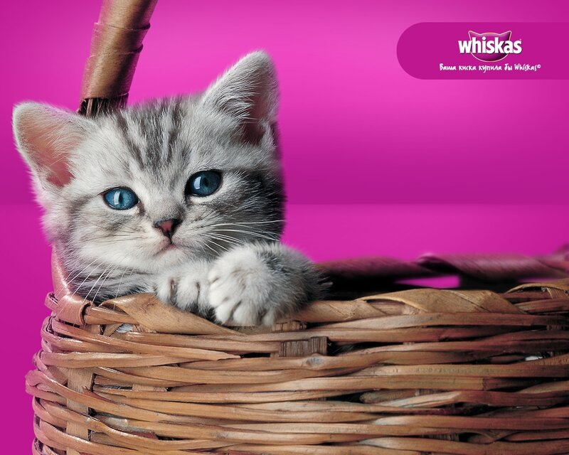 Gray Tabby Kitten — Pink, Calm, Photograph, Basket, Pink Background