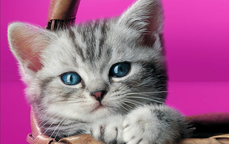 Gray Tabby Kitten — Pink, Calm, Photograph, Basket