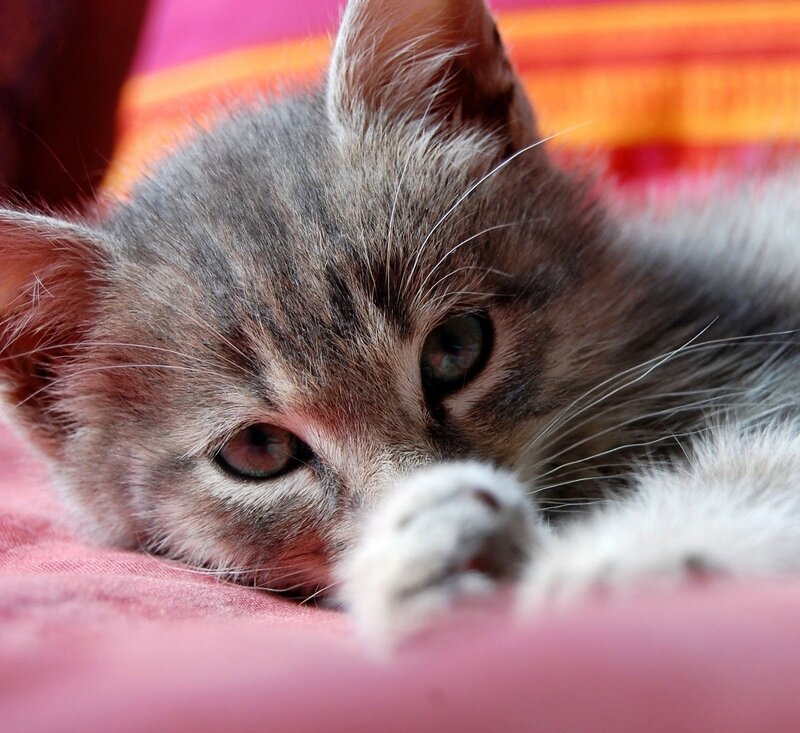 Gray Tabby Kitten — Pink, Calm, Photograph, Blanket