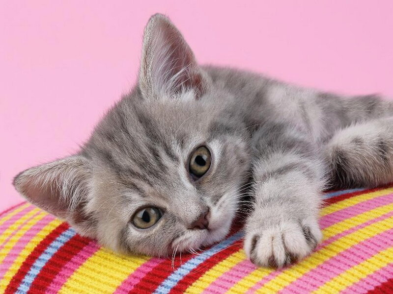 Gray Tabby Kitten — Pink, Calm, Photograph