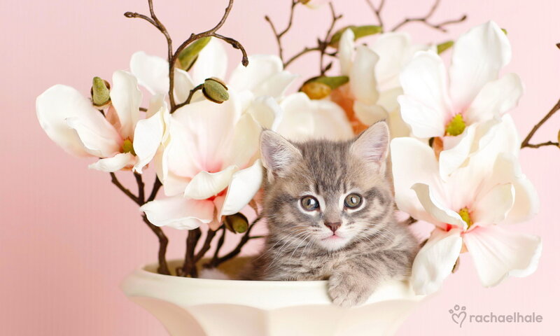 Gray Tabby Kitten — Pink, Calm, Spring