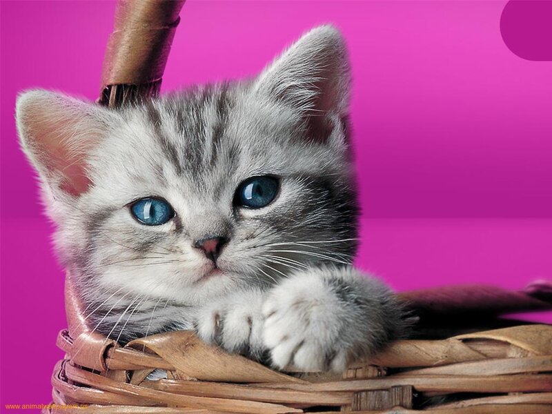 Gray Tabby Kitten — Pink, Calm
