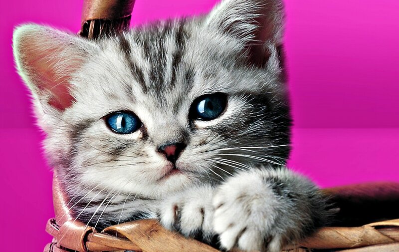 Gray Tabby Kitten — Pink, Curious