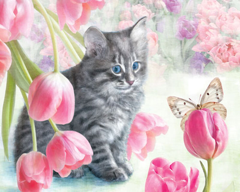 Gray Tabby Kitten — Pink, Serene, Spring
