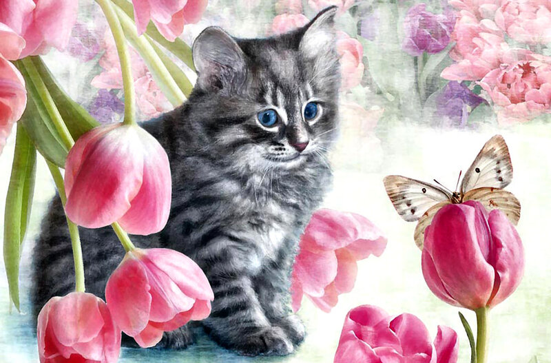 Gray Tabby Kitten — Pink, Serene
