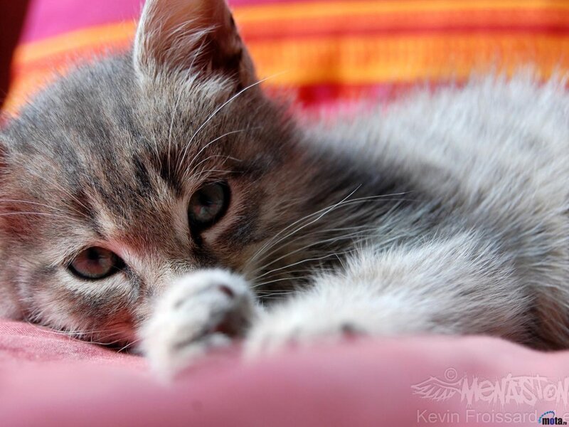Gray Tabby Kitten — Pink