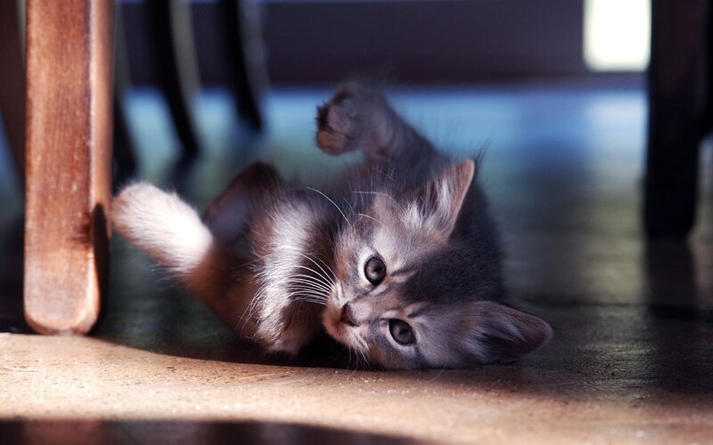 Gray Tabby Kitten — Playful, Afternoon, Photograph