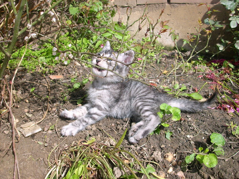 Gray Tabby Kitten — Playful, Afternoon