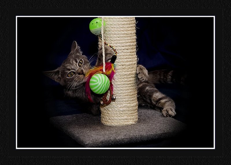 Gray Tabby Kitten — Playful, Night