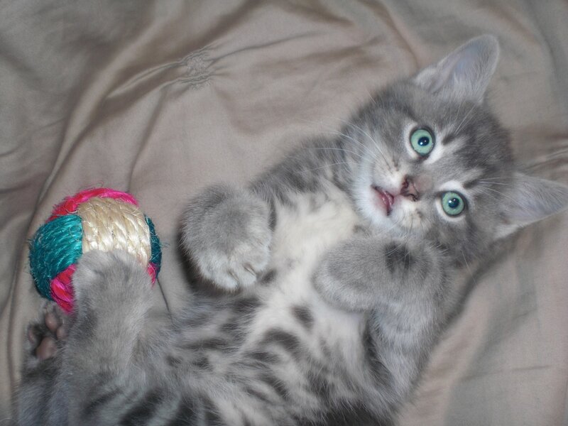 Gray Tabby Kitten — Playful, Photograph, Ball of Yarn