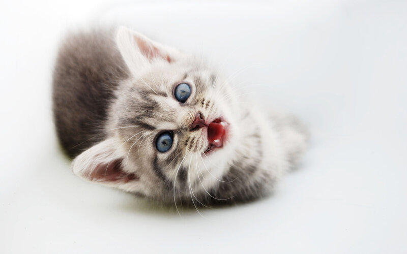 Gray Tabby Kitten — Playful, Photograph, Blue Eyes