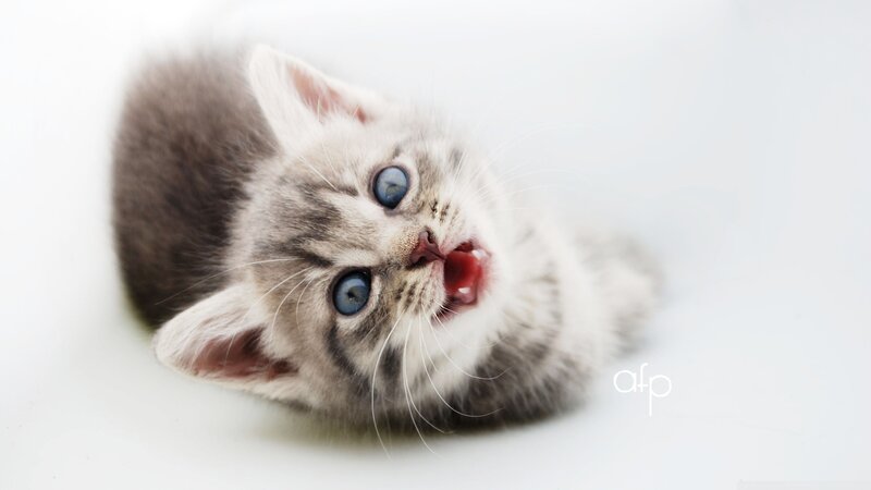Gray Tabby Kitten — Playful, Photograph, Blue Eyes, White Background